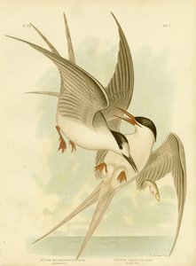 Sterna Meridionale, 1891